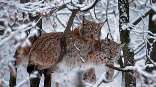 two brown bobcats, animals, mammals, snow, trees