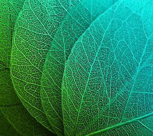 green leaves, Leaves, Green, HD HD wallpaper