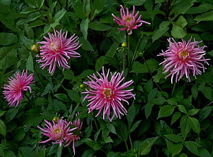 five pink flowers with green leaves