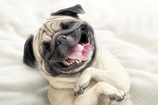 Smiling apricot Pug