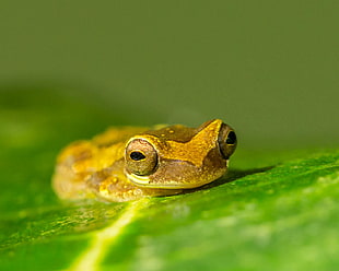 closeup photography of brown frog, hourglass tree frog