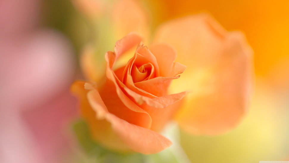 yellow rose flower, closeup HD wallpaper