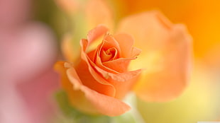 yellow rose flower, closeup