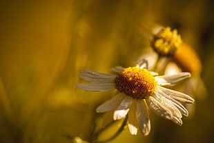 close-up photo of white daisy