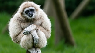 white and black monkey, gibbons, animals, apes HD wallpaper