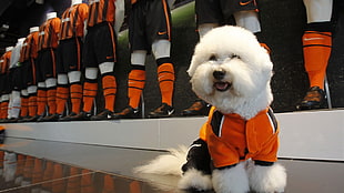 white puppy near orange jersey shirt