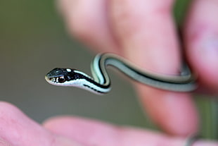 black snake in closeup photography, eastern ribbon snake