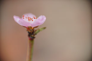 Macro shot of pink flower, peach blossom HD wallpaper