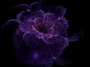 purple petaled flower, abstract, fractal, black background, fractal flowers HD wallpaper
