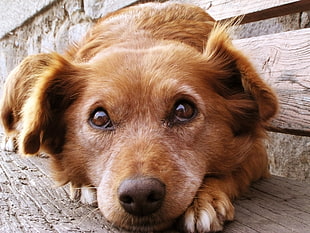 close-up photo of tan smooth dog