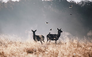 two black deers on field
