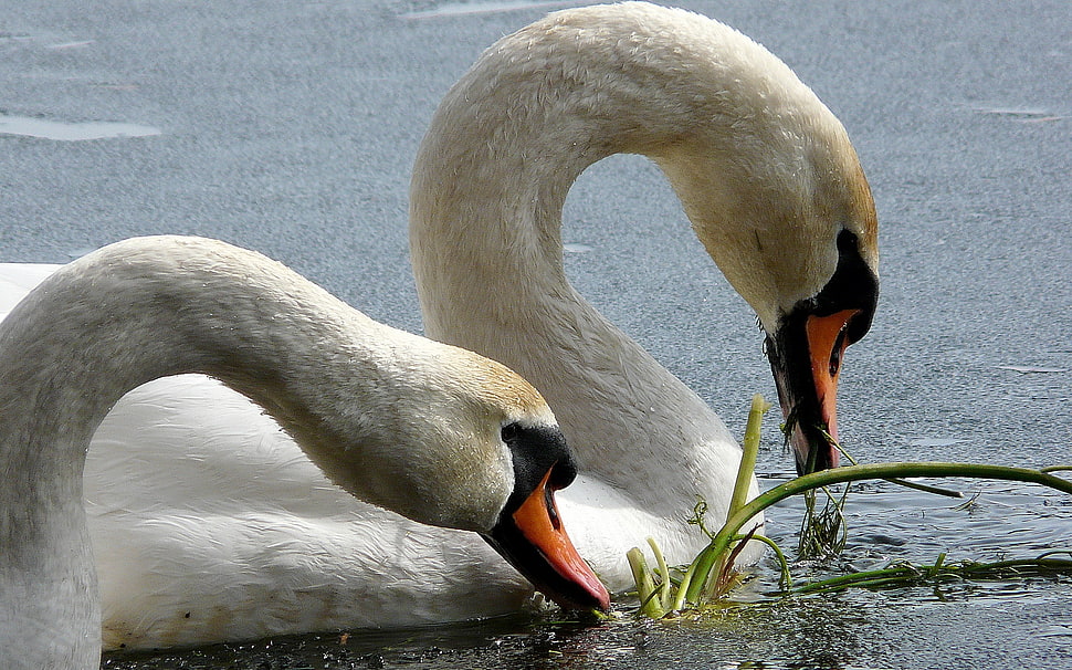 two swans on lake during daytime HD wallpaper