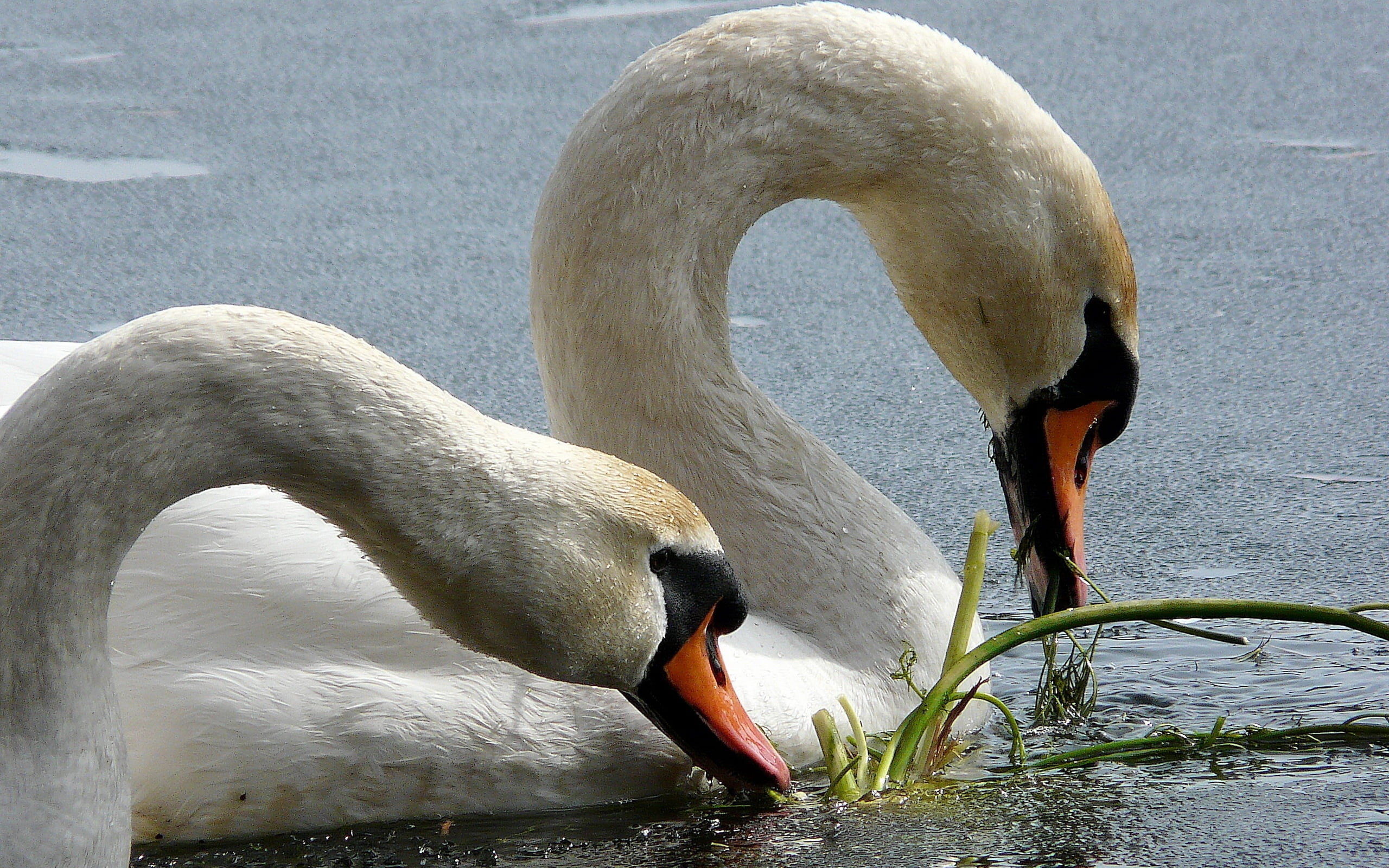 two swans on lake during daytime