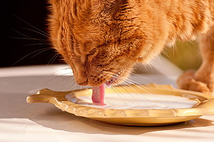 orange tabby cat drinking milk