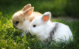 two brown and white bunnies on grass fields