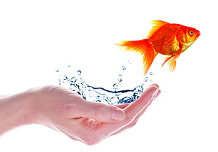 Common Goldfish jumping from human hand HD wallpaper