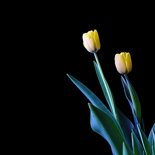 two yellow petaled flowers with green leaves, tulip