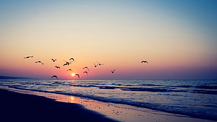 flight of birds, sunset, sea, beach, birds HD wallpaper