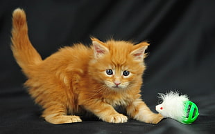 orange tabby kitten on black textile