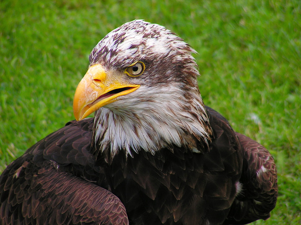 closeup photo of brown eagle HD wallpaper