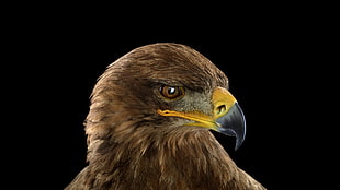 brown hawk, photography, animals, birds, simple background HD wallpaper
