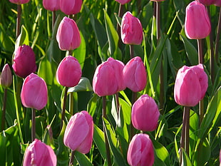 pink Tulip flowers field in closeup photography