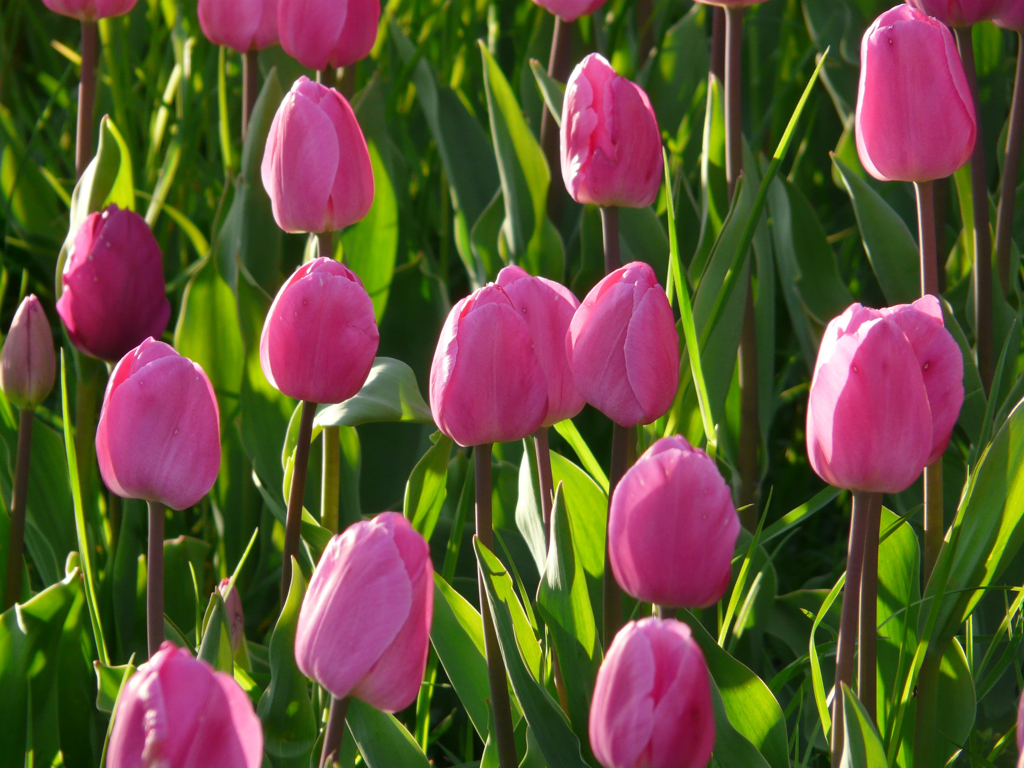 pink Tulip flowers field in closeup photography