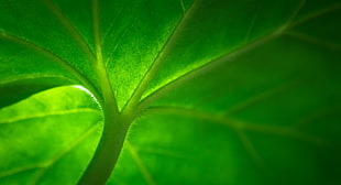 close-up photo of green-leaved plant HD wallpaper