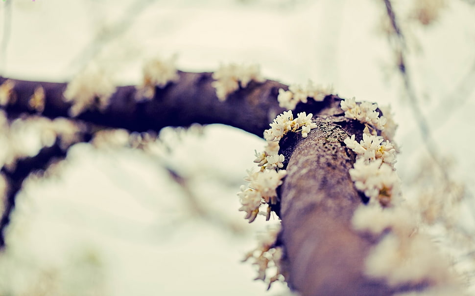 shallow focus photograph of white flower tree HD wallpaper