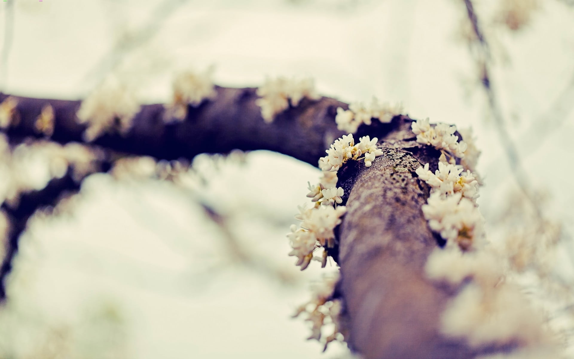 shallow focus photograph of white flower tree