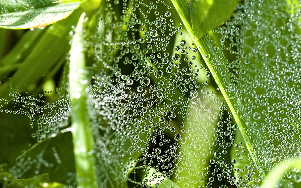 green leaf plant dew drops HD wallpaper