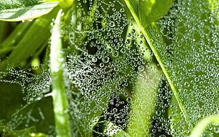 green leaf plant dew drops