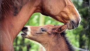 baby horse near the horse neck selective focus photography