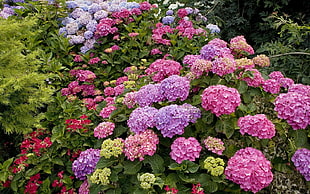 pink and purple flowers in garden during daytime