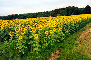 bed of Sunflowers