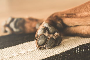 photo of brown dog lying on mat