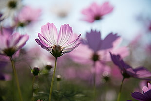 closeup photography of purple petal flower