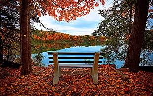 brown wooden bench, nature, leaves, trees, lake