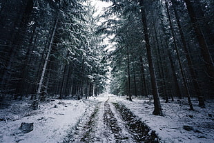black and gray area rug, Johannes Hulsch, forest, winter, snow HD wallpaper