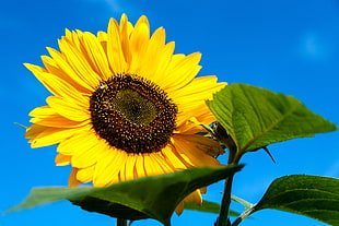 close up photo of yellow sunflower