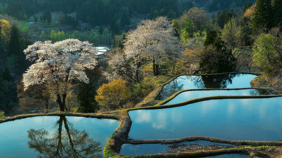 white leaf tree, rice paddy HD wallpaper