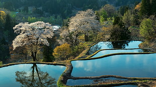 white leaf tree, rice paddy