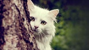 shallow focus photography of white cat HD wallpaper