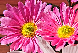 two pink daisy macro photography