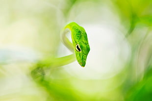 green and yellow plastic toy, nature, snake HD wallpaper