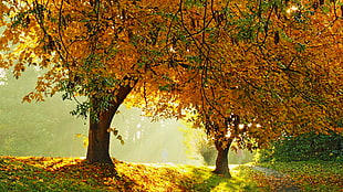 sunlight through two brown leaves trees HD wallpaper