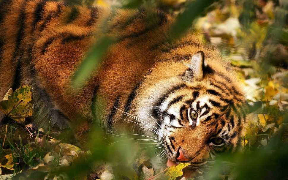 Bengal tiger lying on grass during day HD wallpaper