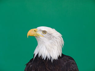 Bald Eagle HD wallpaper