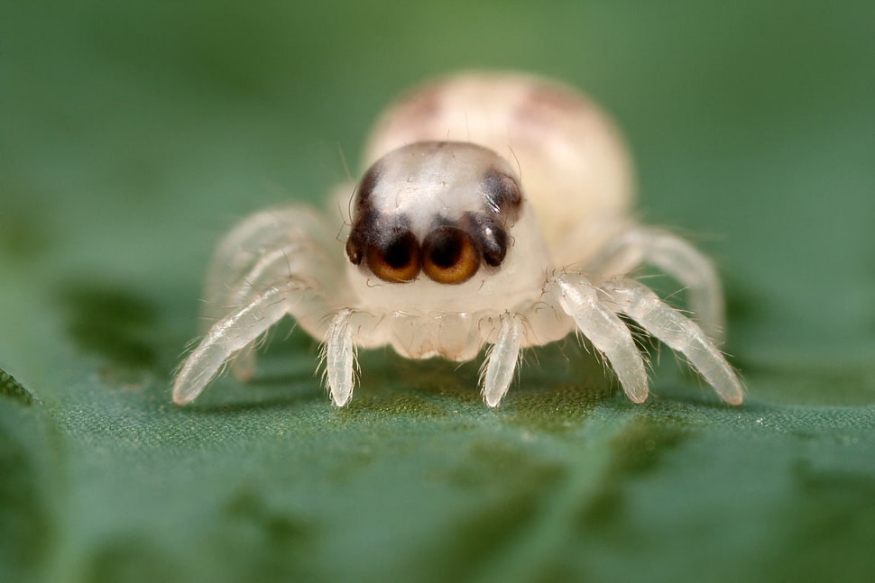 white spider on leaf, spider, macro, animals, depth of field HD wallpaper