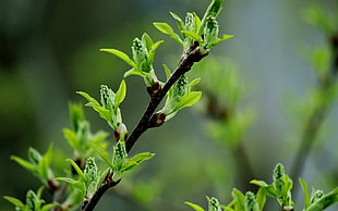 selective focus photography of green leaf plant HD wallpaper